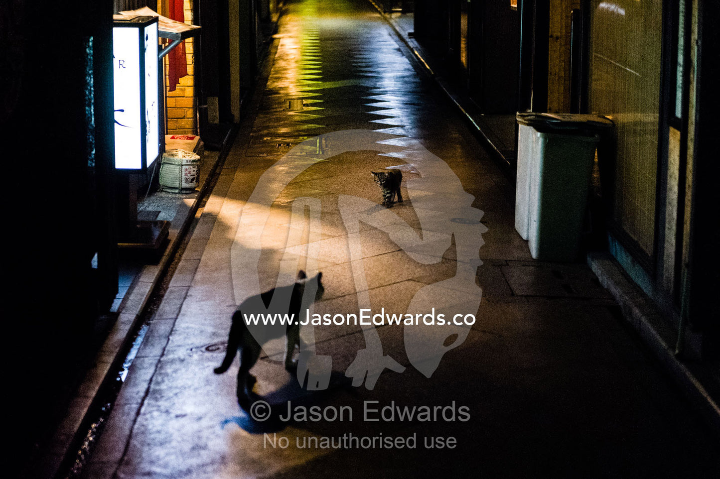 A cat and her kitten beneath the streetlights in the narrow restaurant streets of Kyoto. Kyoto, Japan.