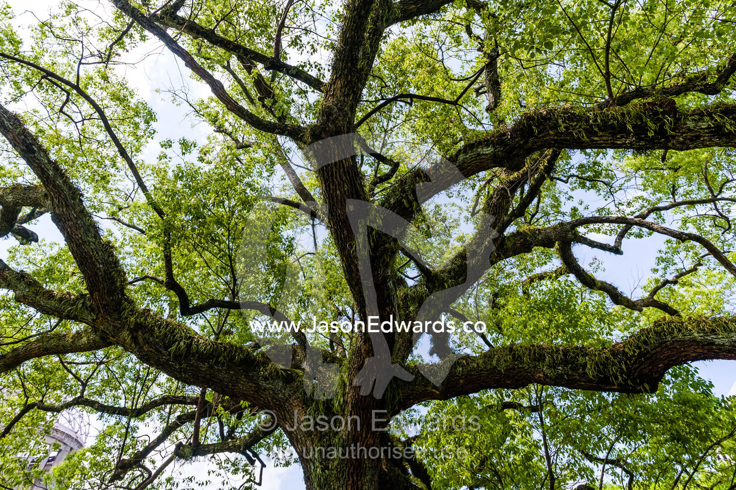 The sprawling canopy of a tree by the ruin of the Hiroshima Prefectural Industrial Promotion Hall known as the Atomic Bomb Dome or Genbaku Dōmu. Hiroshima Peace Memorial Park, Hiroshima, Honshu Island, Japan.