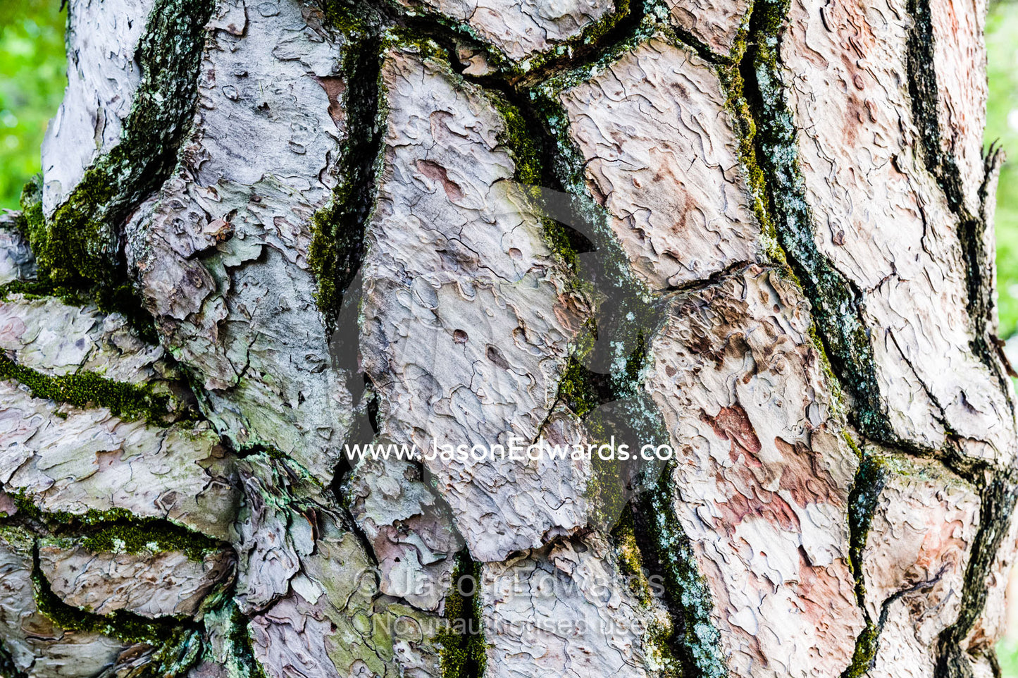 The detailed cracked bark of the Japanese Black Pine, Pinus thunbergii. Hiroshima Peace Memorial Park, Hiroshima, Honshu Island, Japan.