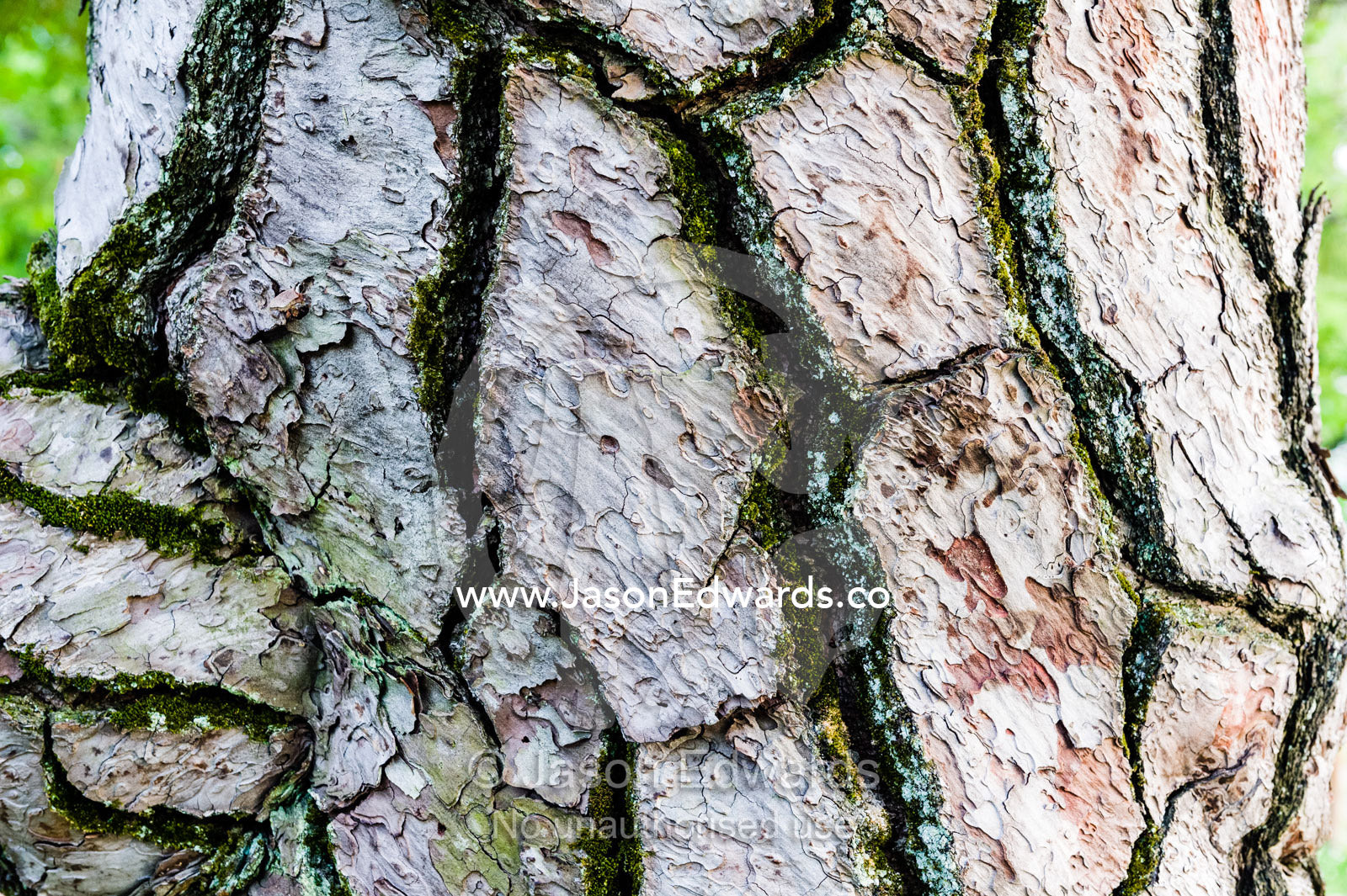 The detailed cracked bark of the Japanese Black Pine, Pinus thunbergii. Hiroshima Peace Memorial Park, Hiroshima, Honshu Island, Japan.