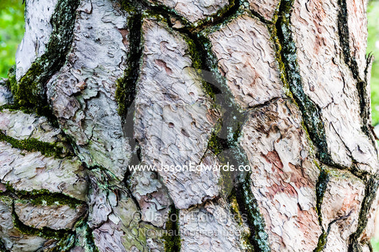 The detailed cracked bark of the Japanese Black Pine, Pinus thunbergii. Hiroshima Peace Memorial Park, Hiroshima, Honshu Island, Japan.