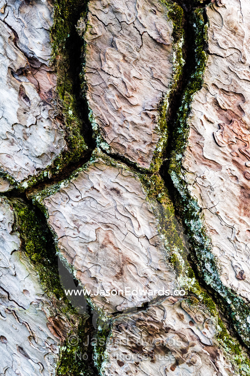 The detailed cracked bark of the Japanese Black Pine, Pinus thunbergii. Hiroshima Peace Memorial Park, Hiroshima, Honshu Island, Japan.