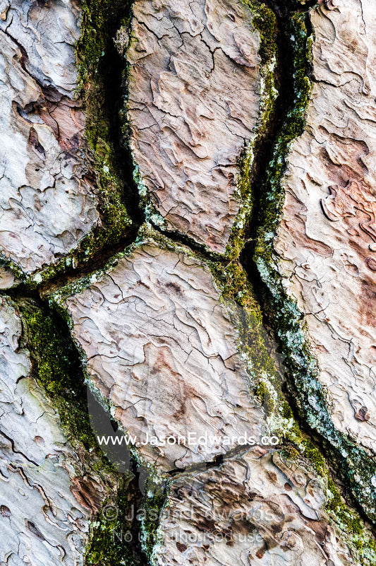 The detailed cracked bark of the Japanese Black Pine, Pinus thunbergii. Hiroshima Peace Memorial Park, Hiroshima, Honshu Island, Japan.