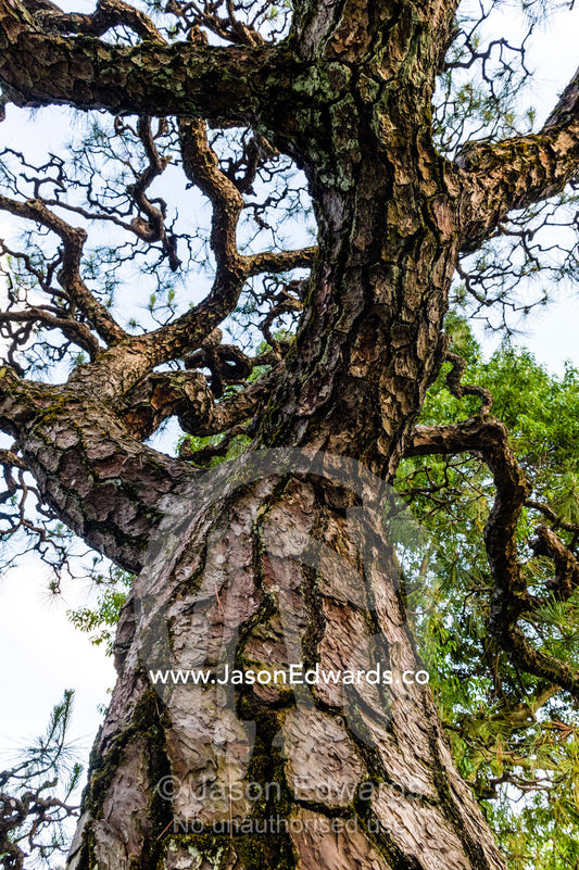 The detailed cracked bark of the Japanese Black Pine, Pinus thunbergii. Hiroshima Peace Memorial Park, Hiroshima, Honshu Island, Japan.