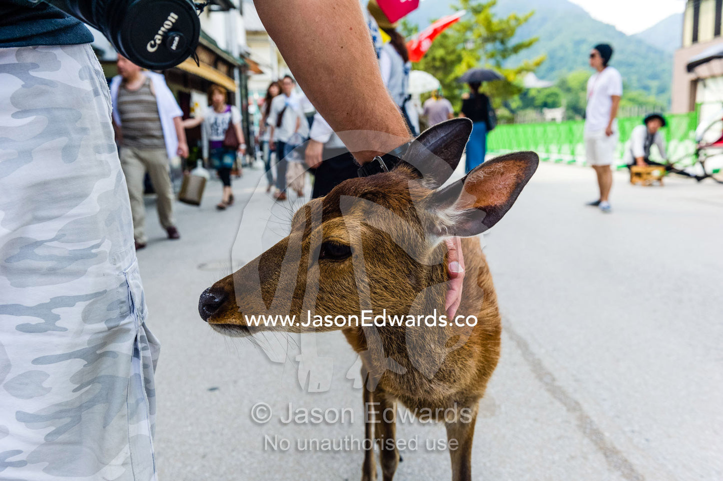 A tourist patting a Sika Deer in a village street. Miyajima, Itsukushima Island, Inland Sea of Japan, Hiroshima Bay, Japan.