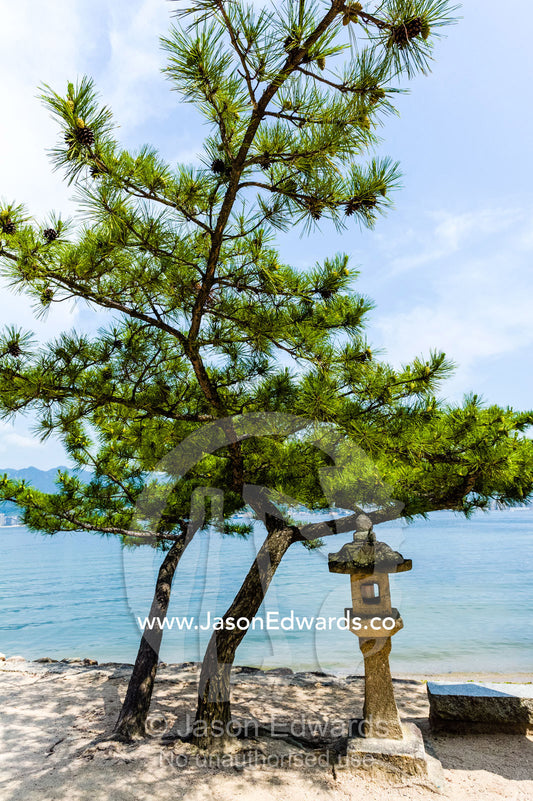 A Japanese stone temple lantern beneath a twisted Black Pine tree at Itsukushima Shrine. Itsukushima Shrine, Miyajima, Itsukushima Island, Inland Sea of Japan, Hiroshima Bay, Japan.