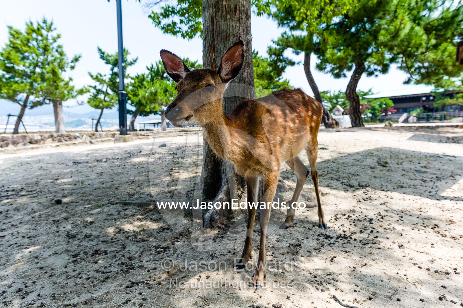 A Sika Deer resting in the shade of a tree near a temple. Miyajima, Itsukushima Island, Inland Sea of Japan, Hiroshima Bay, Japan.