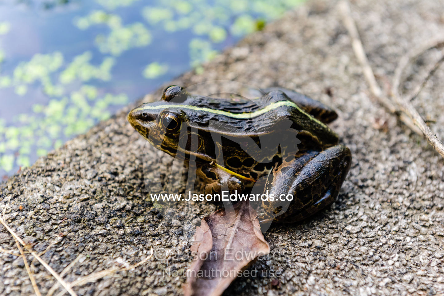 A Black-spotted Frog resting on the shore of a pond in a garden. Hiroshima Peace Memorial Park, Hiroshima, Honshu Island, Japan.