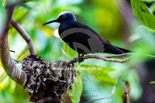 A Black Noddy Tern standing on the edge of it's leaf nest. Heron Island, Great Barrier Reef, Queensland, Australia.