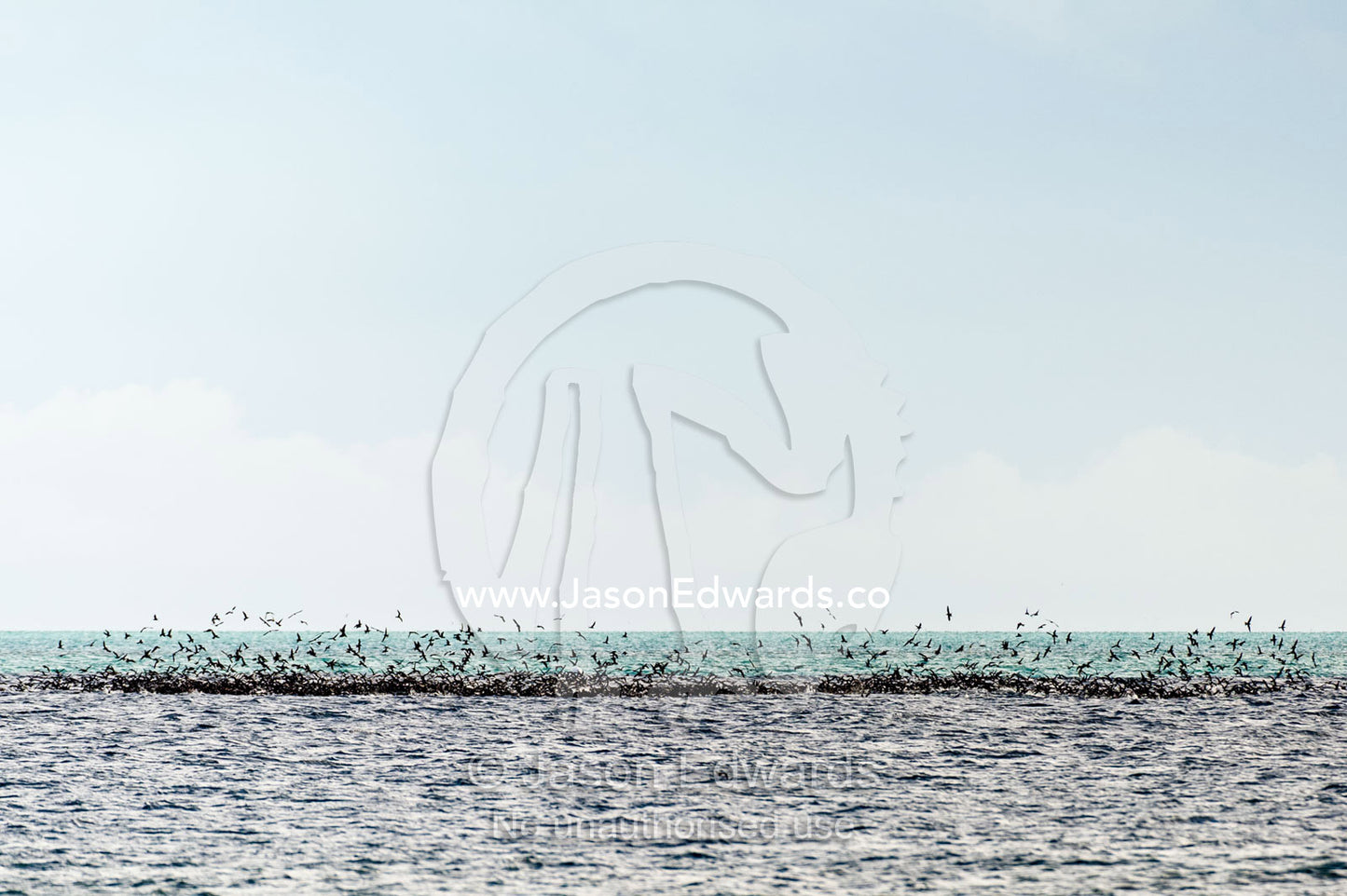 A flock of Black Noddy Terns feeding on a bait ball on the ocean surface. Heron Island, Great Barrier Reef, Queensland, Australia.