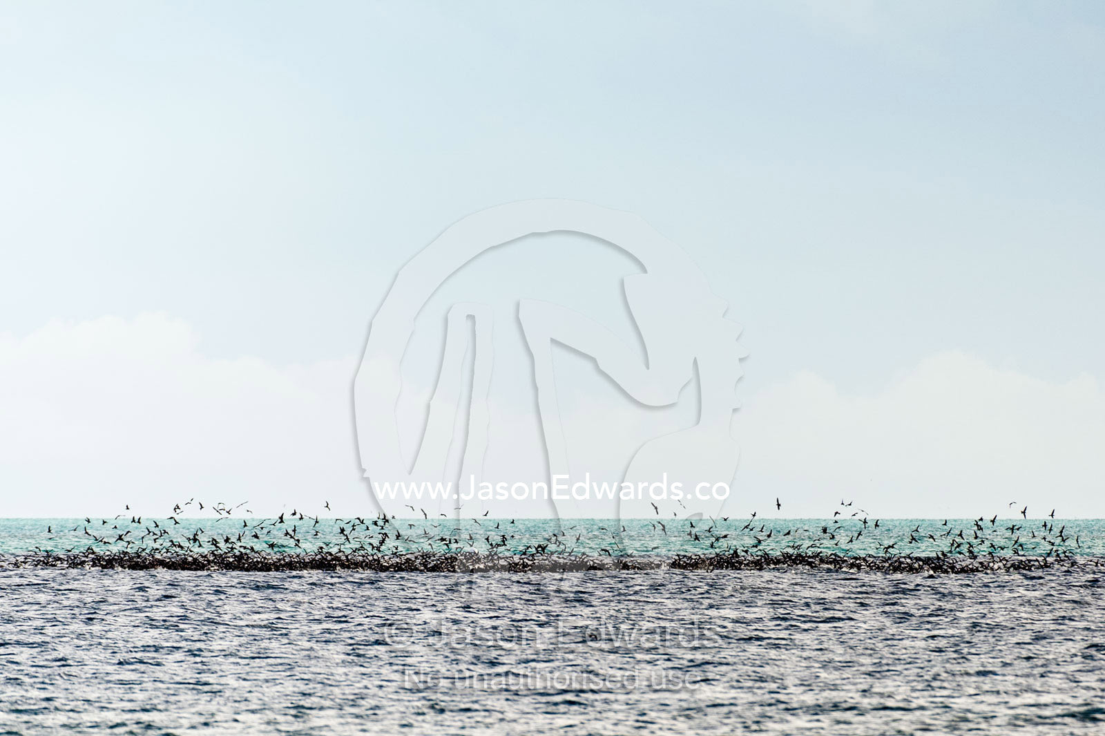 A flock of Black Noddy Terns feeding on a bait ball on the ocean surface. Heron Island, Great Barrier Reef, Queensland, Australia.