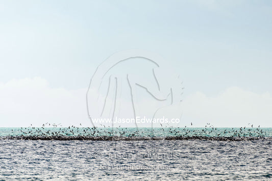 A flock of Black Noddy Terns feeding on a bait ball on the ocean surface. Heron Island, Great Barrier Reef, Queensland, Australia.