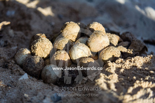 A clutch of Vulnerable Green Turtle eggs exposed on the beach. Heron Island, Great Barrier Reef, Queensland, Australia.