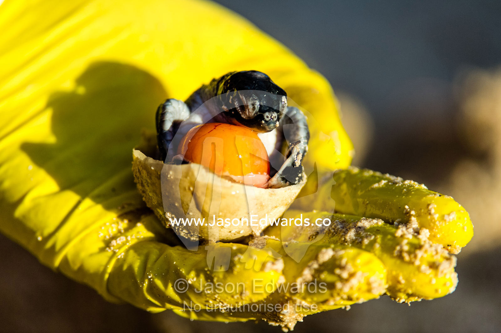 A dead Vulnerable Green Turtle hatchling in it's egg with yolk. Heron Island, Great Barrier Reef, Queensland, Australia.
