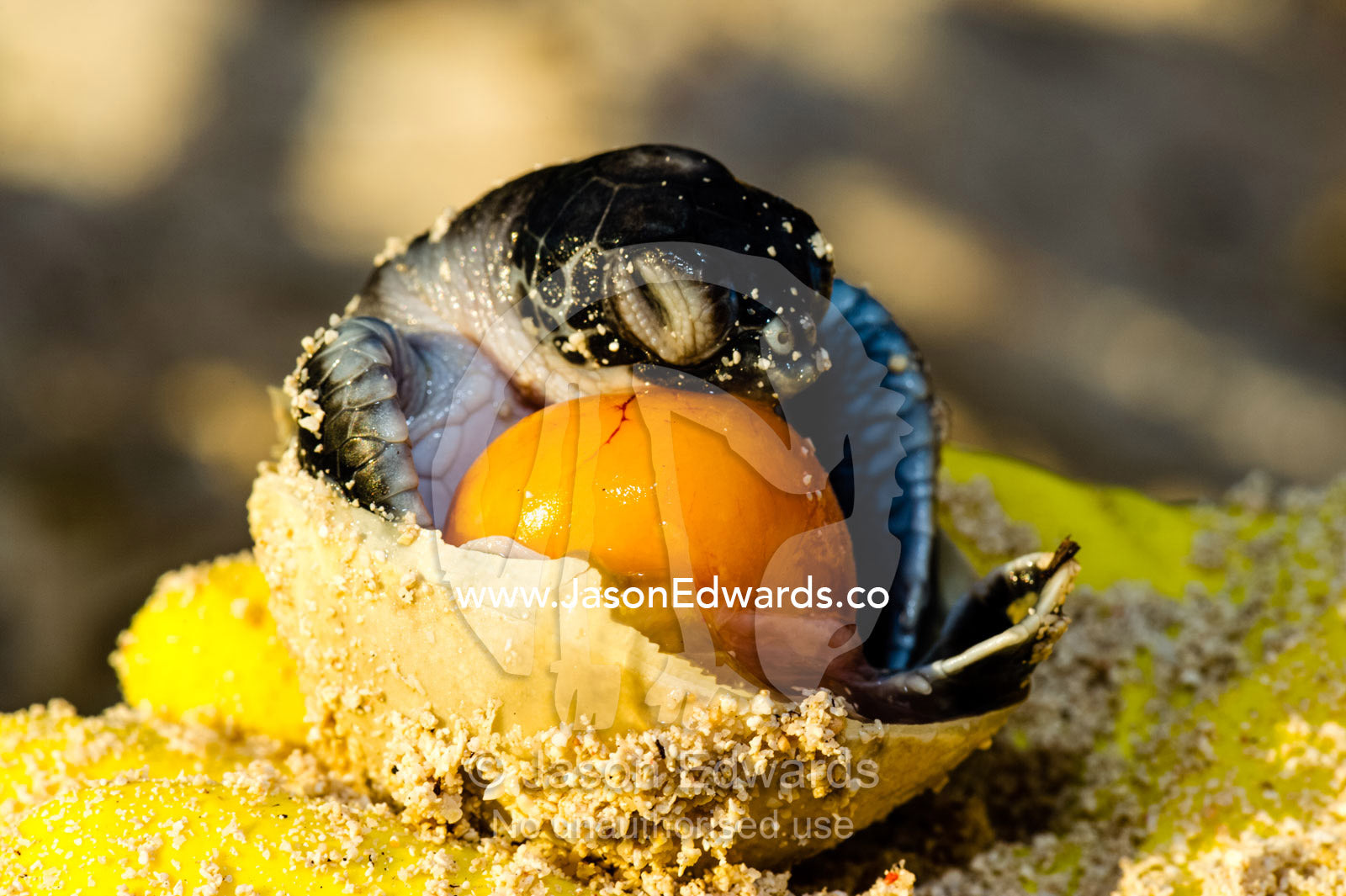 A dead Vulnerable Green Turtle hatchling in it's egg with yolk. Heron Island, Great Barrier Reef, Queensland, Australia.