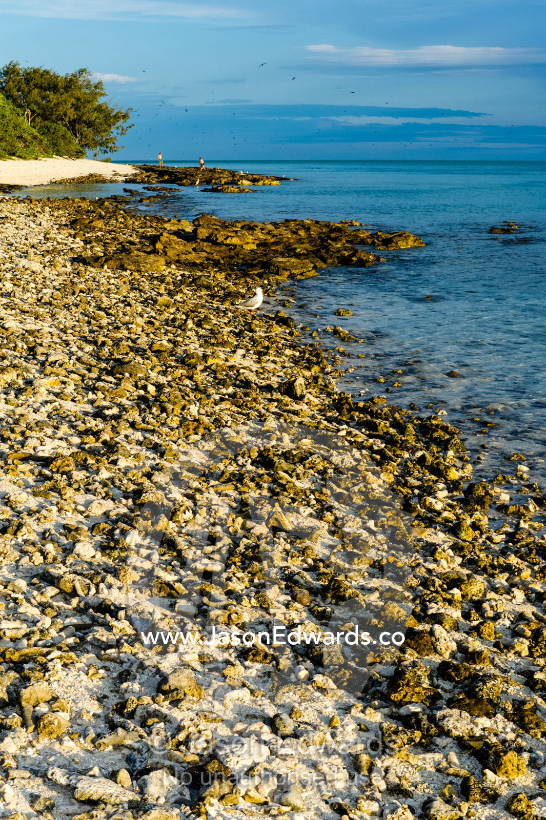 A rocky coral shore at low tide on a tropical island. Research Beach, Heron Island, Great Barrier Reef, Queensland, Australia.