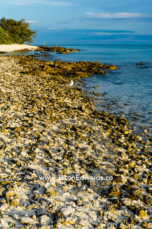 A rocky coral shore at low tide on a tropical island. Research Beach, Heron Island, Great Barrier Reef, Queensland, Australia.