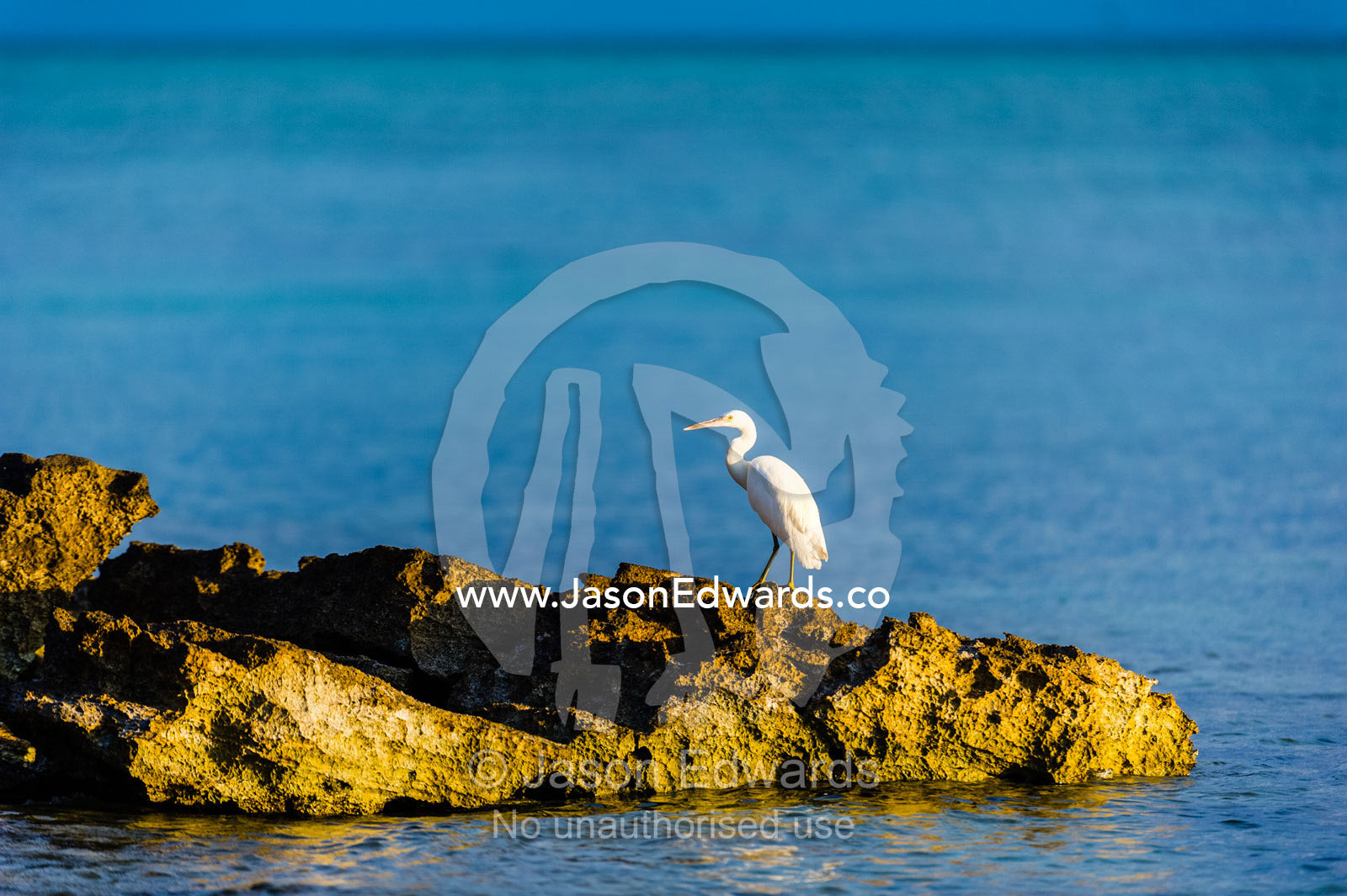 A White Reef Egret, Pacific reef heron, Egretta sacra, on exposed rocks at low tide. Heron Island, Great Barrier Reef, Queensland, Australia.