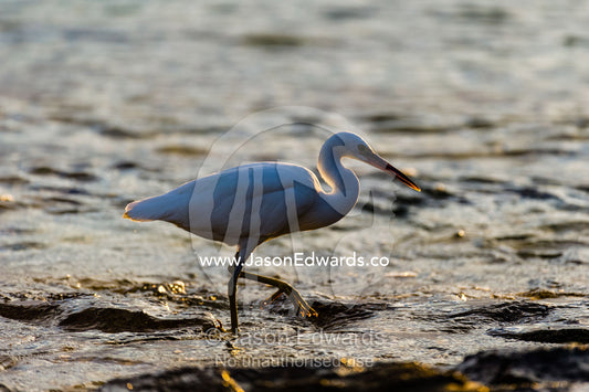 A White Reef Egret, Pacific reef heron, Egretta sacra, hunting for prey in the shallows. Heron Island, Great Barrier Reef, Queensland, Australia.