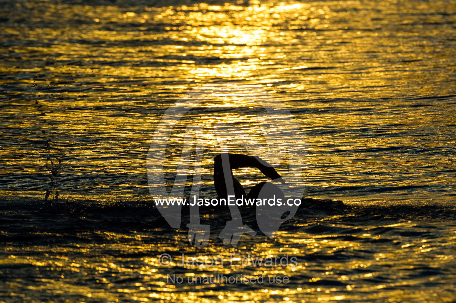The silhouette of a swimmer in a calm ocean at sunset. Research Beach, Heron Island, Great Barrier Reef, Queensland, Australia.