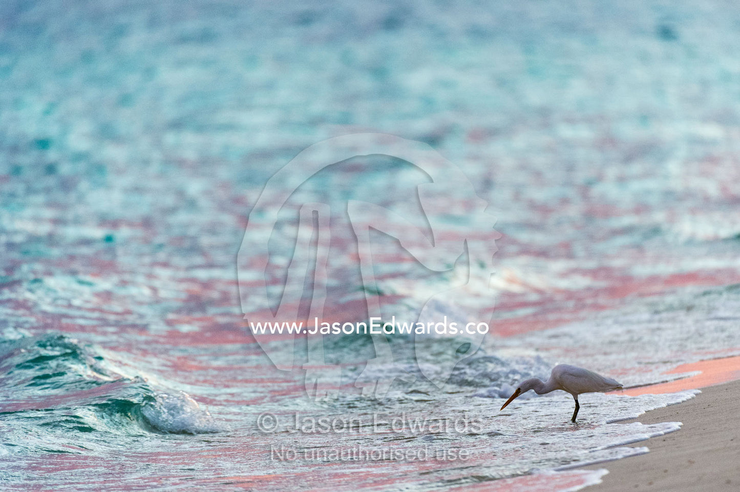 A White Reef Egret, Pacific reef heron, Egretta sacra, hunting for prey in the shallows. Shark Bay, Heron Island, Great Barrier Reef, Queensland, Australia.
