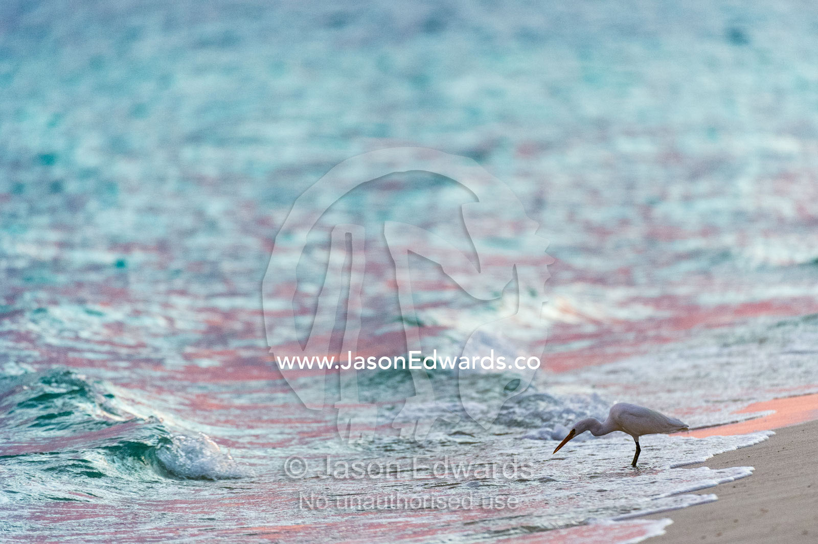 A White Reef Egret, Pacific reef heron, Egretta sacra, hunting for prey in the shallows. Shark Bay, Heron Island, Great Barrier Reef, Queensland, Australia.