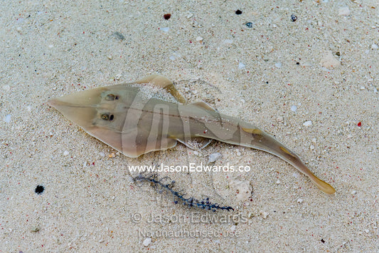 A juvenile Shovelnose Ray swimming over the sand in the shallows. Heron Island, Great Barrier Reef, Queensland, Australia.