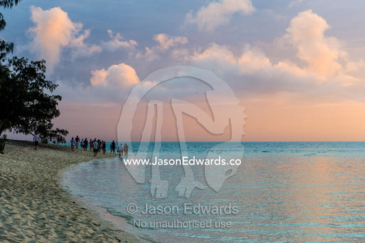 A group of people watching a Vulnerable Green Turtle laying eggs at dawn. Shark Bay, Heron Island, Great Barrier Reef, Queensland, Australia.