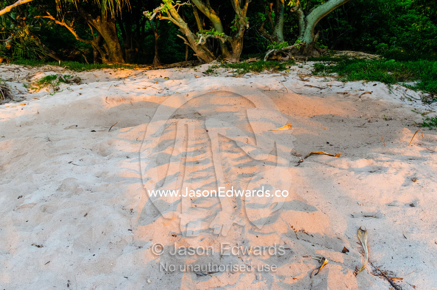 The tracks of a Vulnerable Green Turtle leading from it's egg nest back to the ocean. Heron Island, Great Barrier Reef, Queensland, Australia.