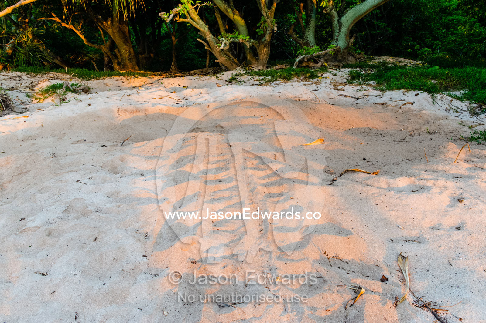 The tracks of a Vulnerable Green Turtle leading from it's egg nest back to the ocean. Heron Island, Great Barrier Reef, Queensland, Australia.