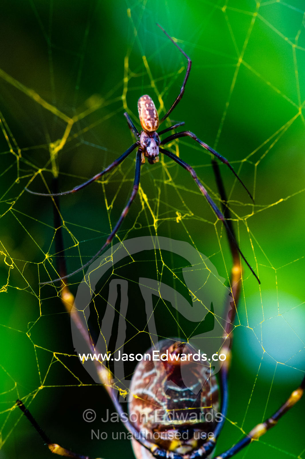 A female Golden Orb Weaving spider on her web with a tiny and cautious male. Heron Island, Great Barrier Reef, Queensland, Australia.
