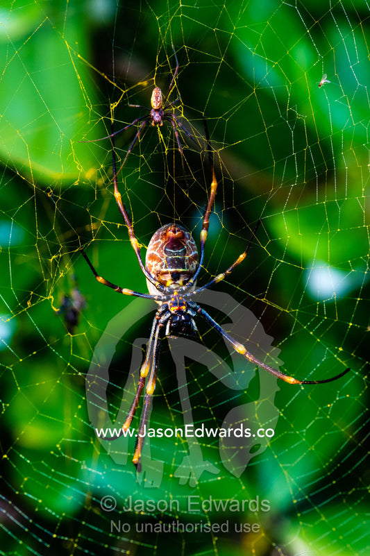 A female Golden Orb Weaving spider on her web with a tiny and cautious male. Heron Island, Great Barrier Reef, Queensland, Australia.