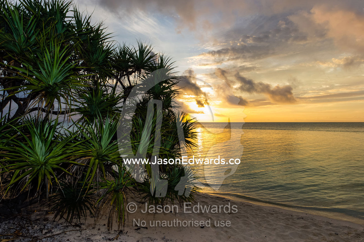 A Pandanas Oalm on the beach of a tropical island at dawn. Heron Island, Great Barrier Reef, Queensland, Australia.