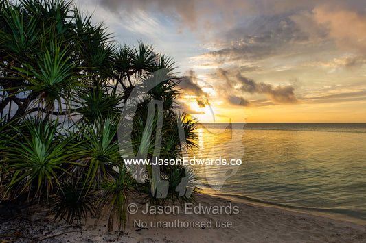 A Pandanas Oalm on the beach of a tropical island at dawn. Heron Island, Great Barrier Reef, Queensland, Australia.