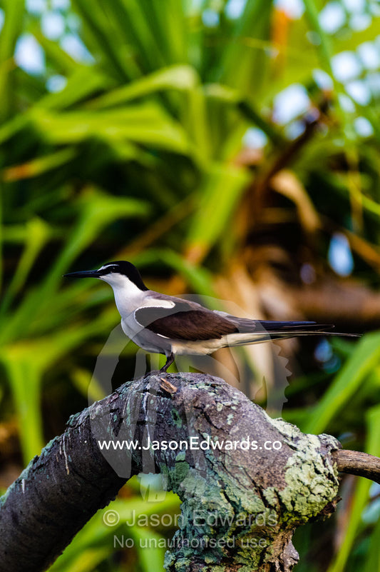 A Bridled Tern roosting on a tree branch on a tropical island. Heron Island, Great Barrier Reef, Queensland, Australia.