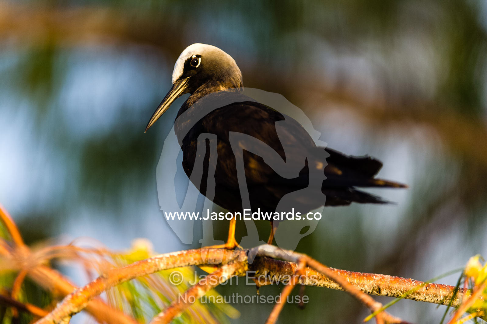 A Black Noddy Tern preening it's feathers at sunset. Heron Island, Great Barrier Reef, Queensland, Australia.