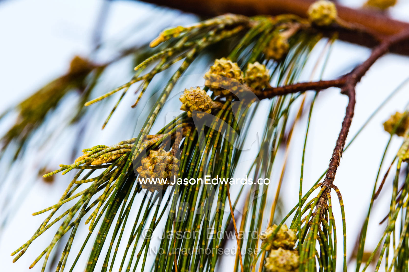 The seed pods of a Casuarina tree on a tropical island. Heron Island, Great Barrier Reef, Queensland, Australia.