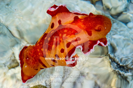 A Spanish Dancer nudibranch swimming in the shallows. Heron Island Harbour, Heron Island, Great Barrier Reef, Queensland, Australia.