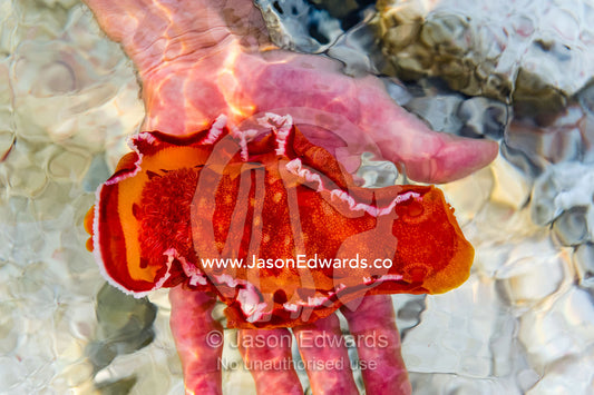 A Spanish Dancer nudibranch resting in a human hand. Heron Island Harbour, Heron Island, Great Barrier Reef, Queensland, Australia.