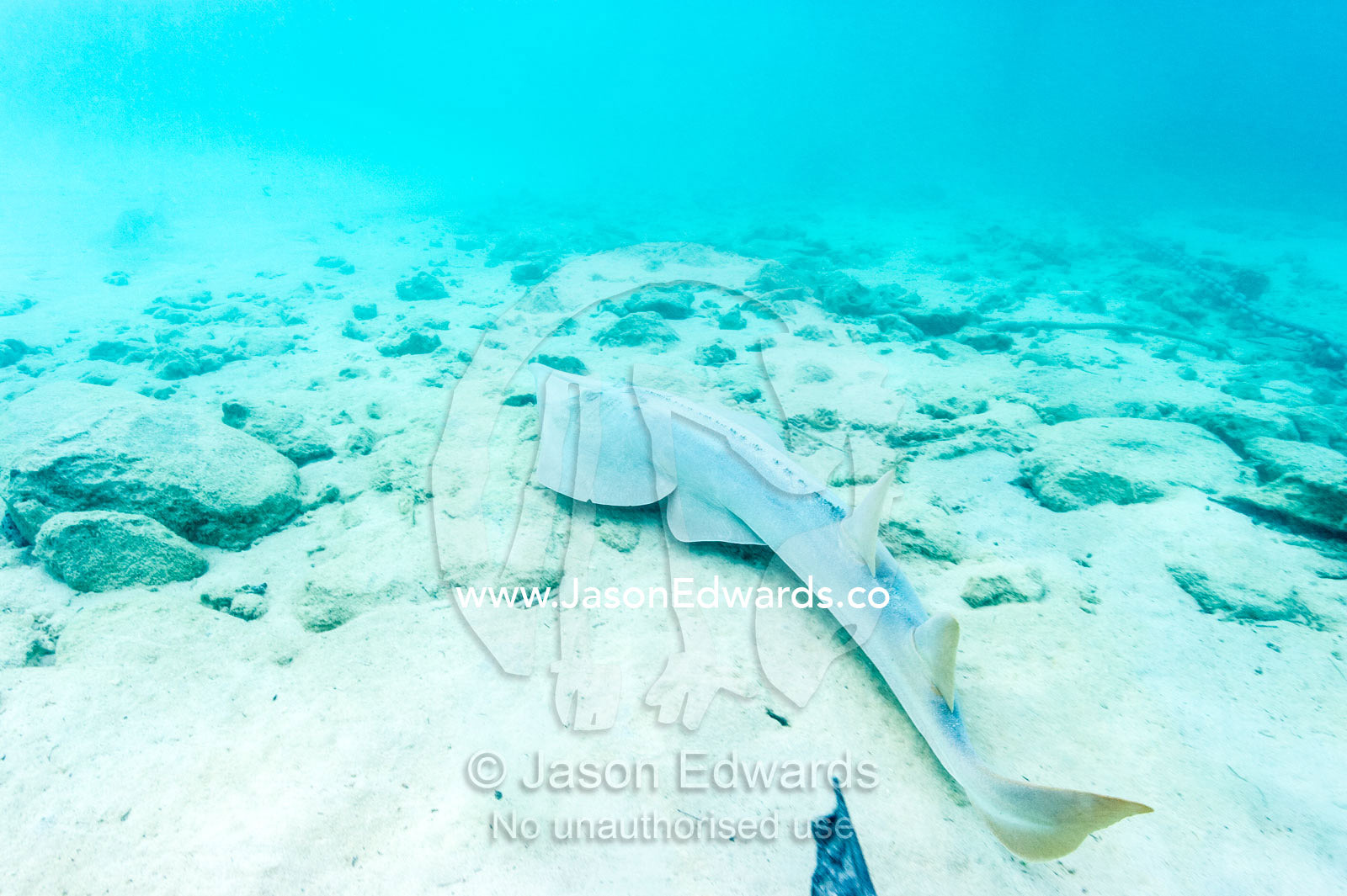 An Eastern Shovelnose Ray swimming along the ocean floor. Heron Island Harbour, Heron Island, Great Barrier Reef, Queensland, Australia.