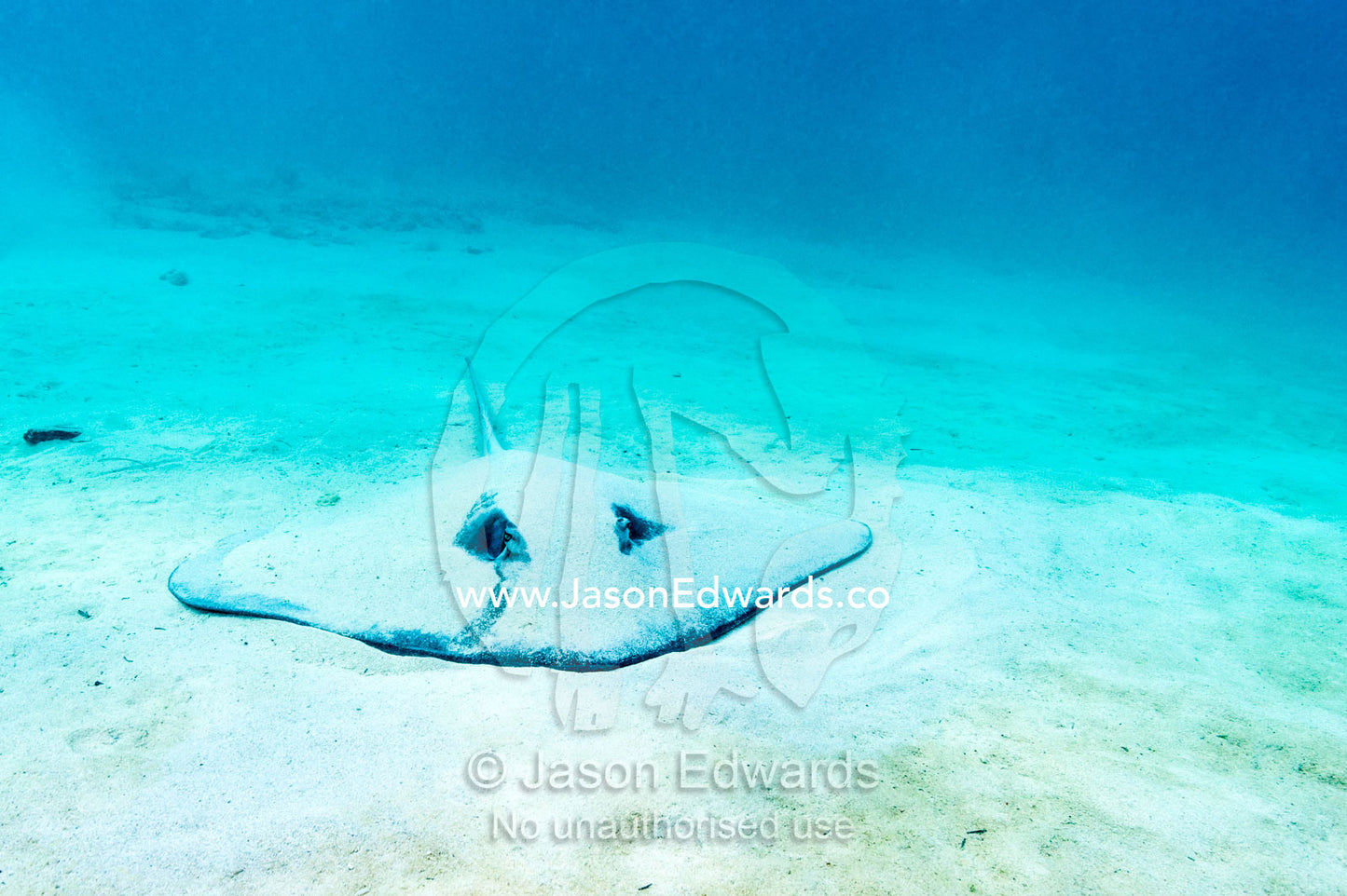A Pink Whipray resting on the sandy ocean floor. Heron Island Harbour, Heron Island, Great Barrier Reef, Queensland, Australia.