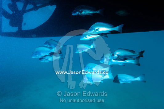 A shoal of Painted Sweetlips schooling beneath the hull of a boat. Heron Island Harbour, Heron Island, Great Barrier Reef, Queensland, Australia.