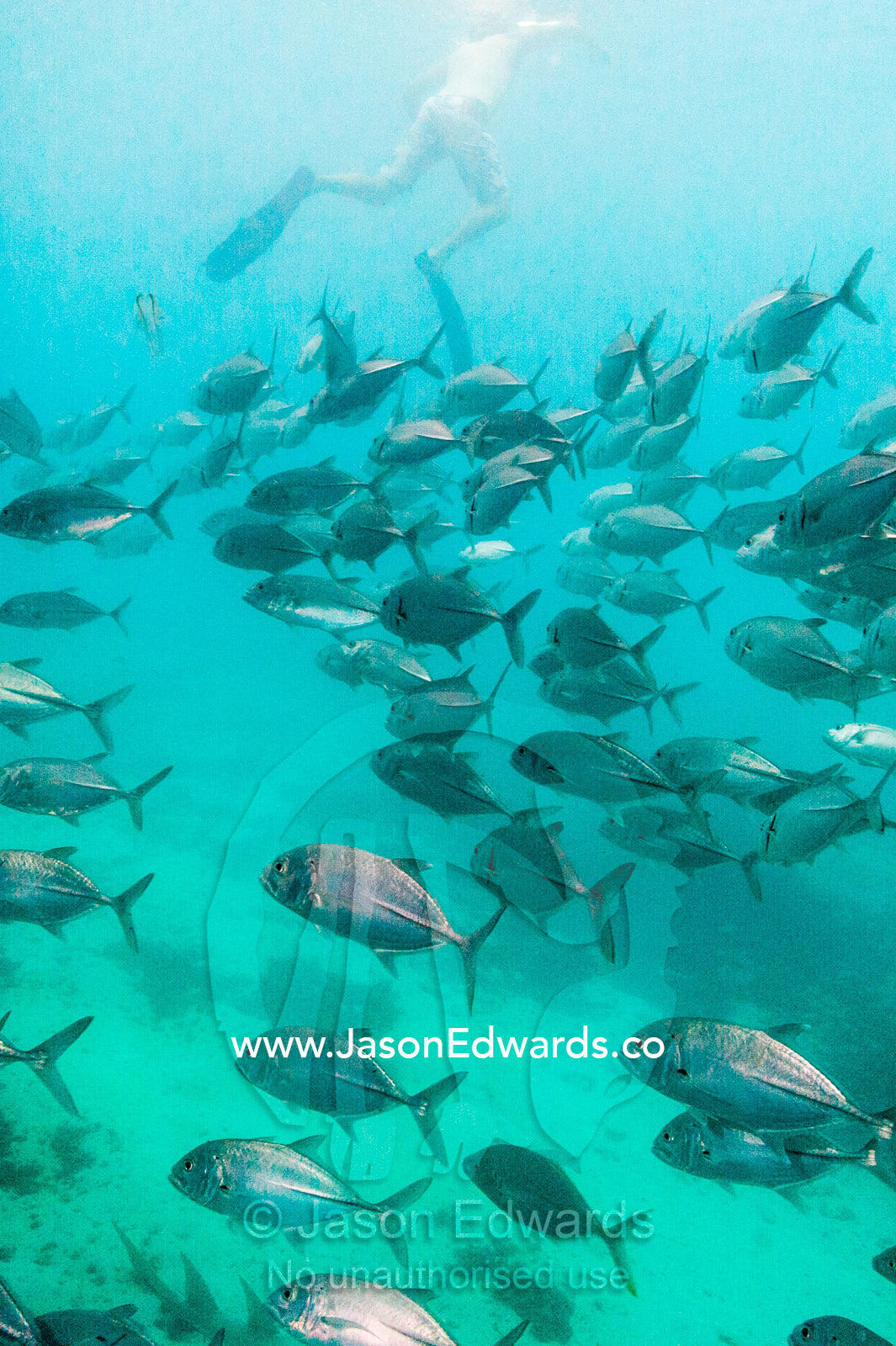 A silvery shoal of Bigeye Trevally swimming beneath a snorkeler. Heron Island Harbour, Heron Island, Great Barrier Reef, Queensland, Australia.