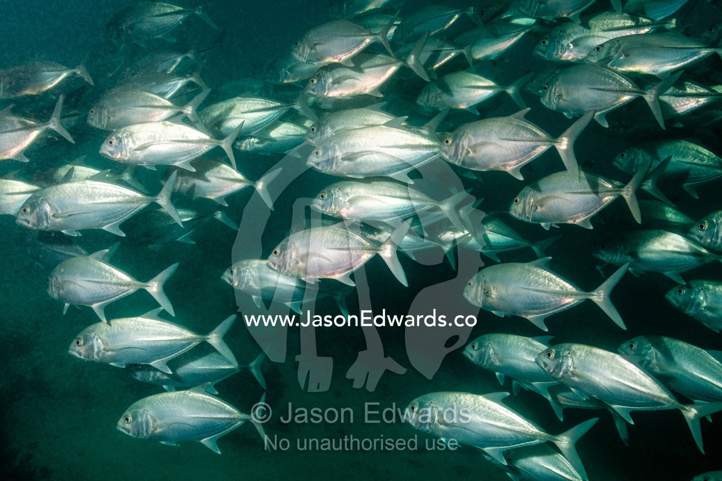 A silvery shoal of Bigeye Trevally swimming through the depths. Heron Island Harbour, Heron Island, Great Barrier Reef, Queensland, Australia.