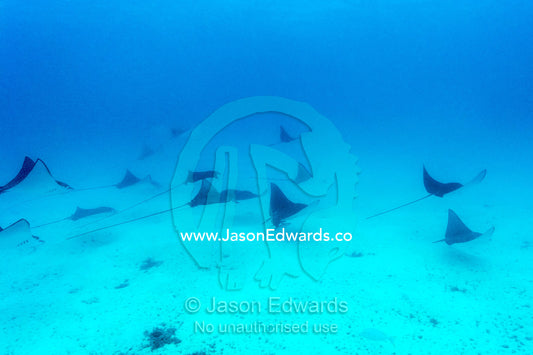 A school of Whitespotted Eagle Ray swimming above the ocean floor. Heron Island Harbour, Heron Island, Great Barrier Reef, Queensland, Australia.