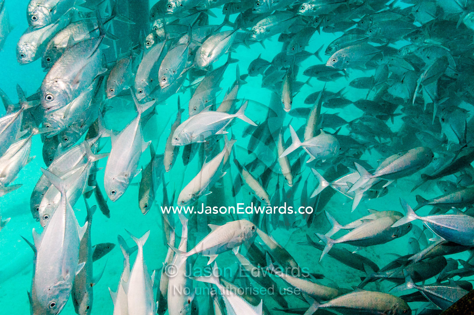A shoal of Bigeye Trevally schooling beneath jetty pylons. Heron Island Harbour, Heron Island, Great Barrier Reef, Queensland, Australia.