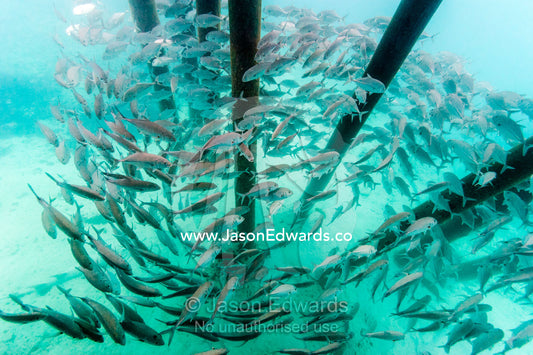 A shoal of Bigeye Trevally schooling beneath jetty pylons. Heron Island Harbour, Heron Island, Great Barrier Reef, Queensland, Australia.
