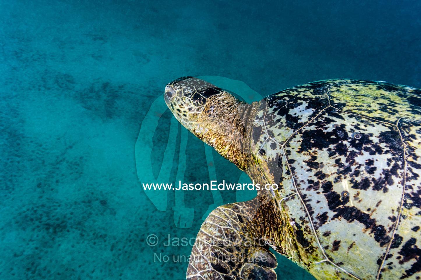 A Vulnerable Green Sea Turtle swimming through the ocean. Heron Island, Great Barrier Reef, Queensland, Australia.