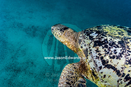 A Vulnerable Green Sea Turtle swimming through the ocean. Heron Island, Great Barrier Reef, Queensland, Australia.