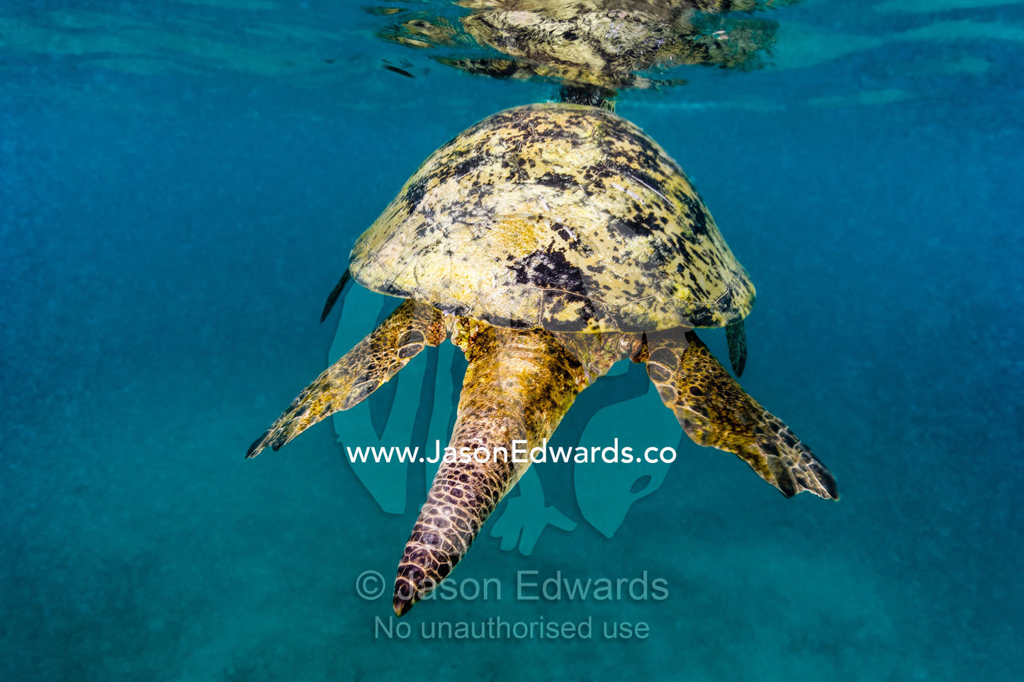 The enormous tail of a male A Vulnerable Green Sea Turtle. Heron Island, Great Barrier Reef, Queensland, Australia.